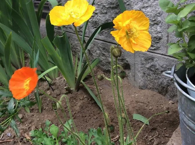 Les Glaciers - 1 Lejlighed *